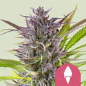 Green Gelato (Royal Queen Seeds) Féminisée