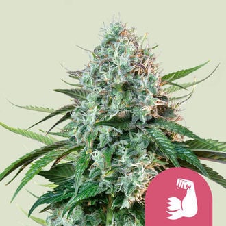 HulkBerry (Royal Queen Seeds) Féminisée