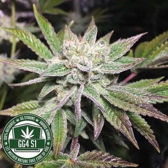 Original Glue | GG4S1 (GGStrains) féminisée