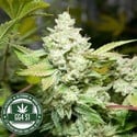 Original Glue | GG4S1 (GGStrains) féminisée