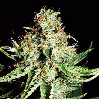 Sweet Cream Auto (Expert Seeds) Féminisée