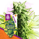 Sticky Beast (Zamnesia Seeds) féminisée