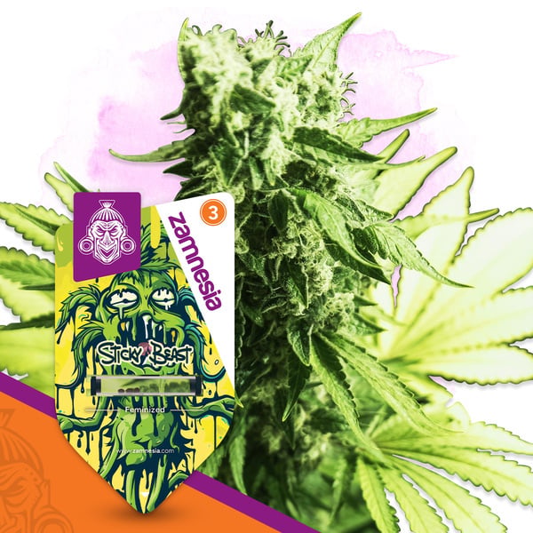 Sticky Beast (Zamnesia Seeds) féminisée