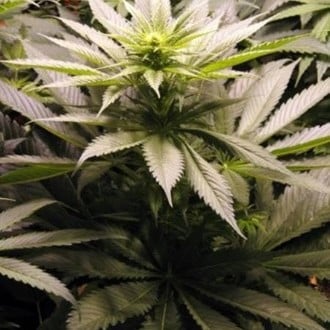 Spice (Mr. Nice) régulière