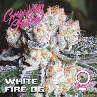 White Fire OG (Growers Choice) Féminisée