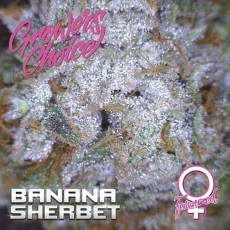 Banana Sherbet (Growers Choice) feminized