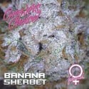 Banana Sherbet (Growers Choice) Féminisée