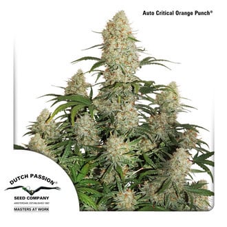 Auto Critical Orange Punch (Dutch Passion) féminisée