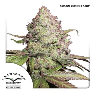 CBD Auto Charlotte’s Angel (Dutch Passion) Féminisée