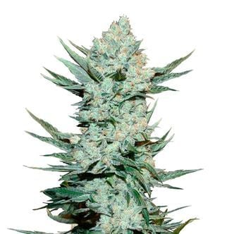Tangie Auto (FastBuds) Féminisée