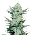 Tangie Auto (FastBuds) Féminisée