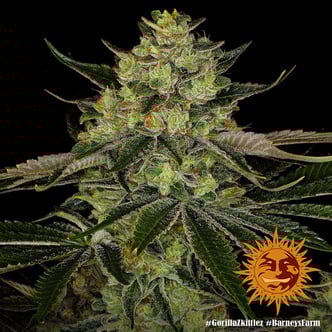 Gorilla Zkittlez (Barney's Farm) Féminisée