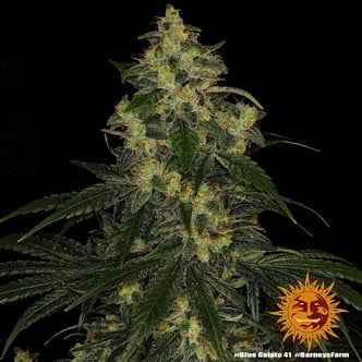 Blue Gelato 41 (Barney’s Farm) Féminisée