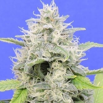 Gorilla Zkittlez (Original Sensible) féminisée