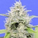 Gorilla Zkittlez (Original Sensible) féminisée