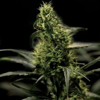 Bubblegum Kush (Bulldog Seeds) feminized