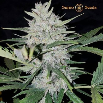 White Cheese Auto (Sumo Seeds) féminisée