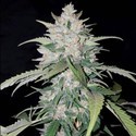 AK Full Auto (Sumo Seeds) féminisée