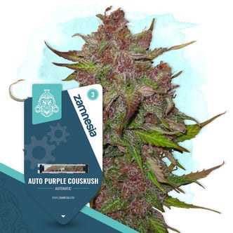 Auto Purple CousKush (Zamnesia Seeds) Féminisée