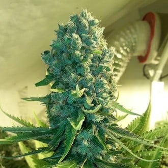 Cali Dream (BSB Genetics) Féminisée