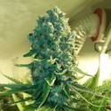 Cali Dream (BSB Genetics) Féminisée