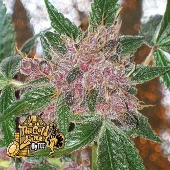 Cherries Jubilee (Cali Connection) feminized