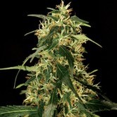 Bubblegum Kush (Bulldog Seeds) feminized