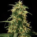 Silver Star Haze (Bulldog Seeds) féminisée