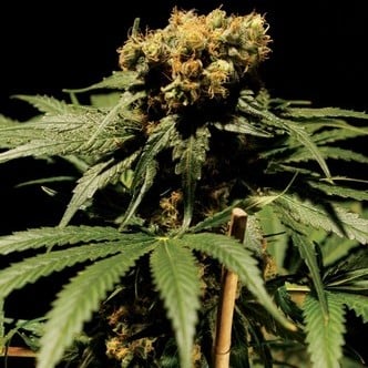 Bubblegum Kush (Bulldog Seeds) feminized