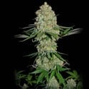 Silver Buddha Haze (Sumo Seeds) féminisée