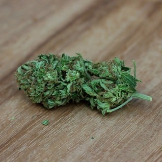 Sweet Harlem Diesel (Sumo Seeds) féminisée