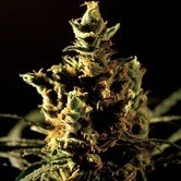 Bubblegum Kush (Bulldog Seeds) feminized