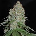 White Widow Original (Sumo Seeds) féminisée