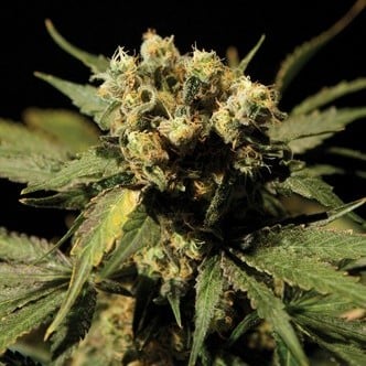 Bubblegum Kush (Bulldog Seeds) feminized