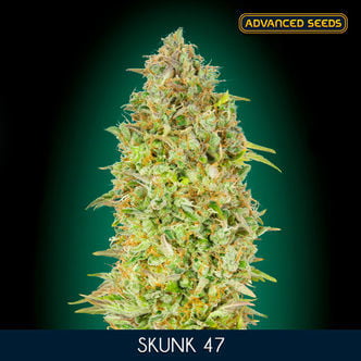 Skunk 47 (Advanced Seeds) féminisée