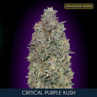 Critical Purple Kush (Advanced Seeds) féminisée