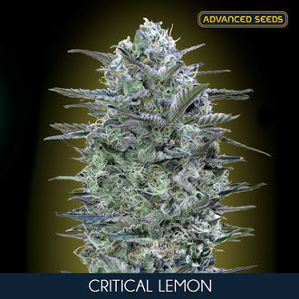 Critical Lemon (Advanced Seeds) féminisée
