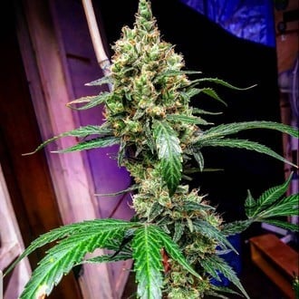 Mandarine Dream XL Auto (BSB Genetics) féminisée