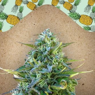 Critical Sour (Female Seeds) féminisée