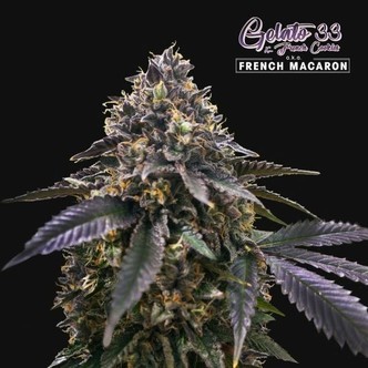 French Macaron (T.H. Seeds) feminized