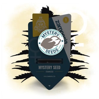 Graine Myst&egrave;re Zamnesia (F&eacute;minis&eacute;e)