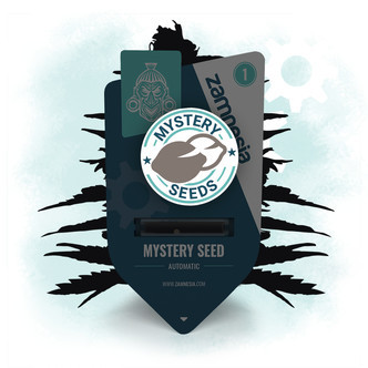 Graine Myst&egrave;re Zamnesia (Autofleurissante)