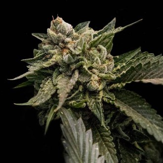 Strawberry Sorbet (DNA Genetics) féminisée