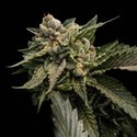 Strawberry Sorbet (DNA Genetics) féminisée