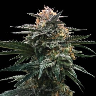 Blood Orange Sorbet (DNA Genetics) féminisée