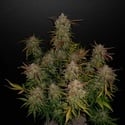 Lemon AK Auto (FastBuds) feminisée