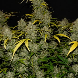 Gelato Auto (FastBuds) féminisée