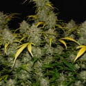 Gelato Auto (FastBuds) féminisée