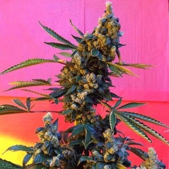 DeeDee (French Touch Seeds) régulière