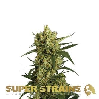Crackers (Super Strains) féminisée